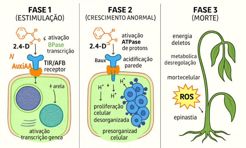 O Herbicida 2,4-D e a Fitotoxicidade por Subdoses