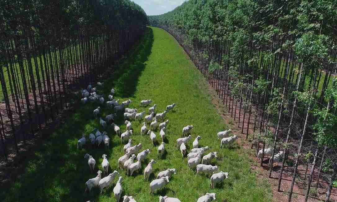 A Importância das Atividades Agrossilvipastoris e da Administração Rural no Agronegócio