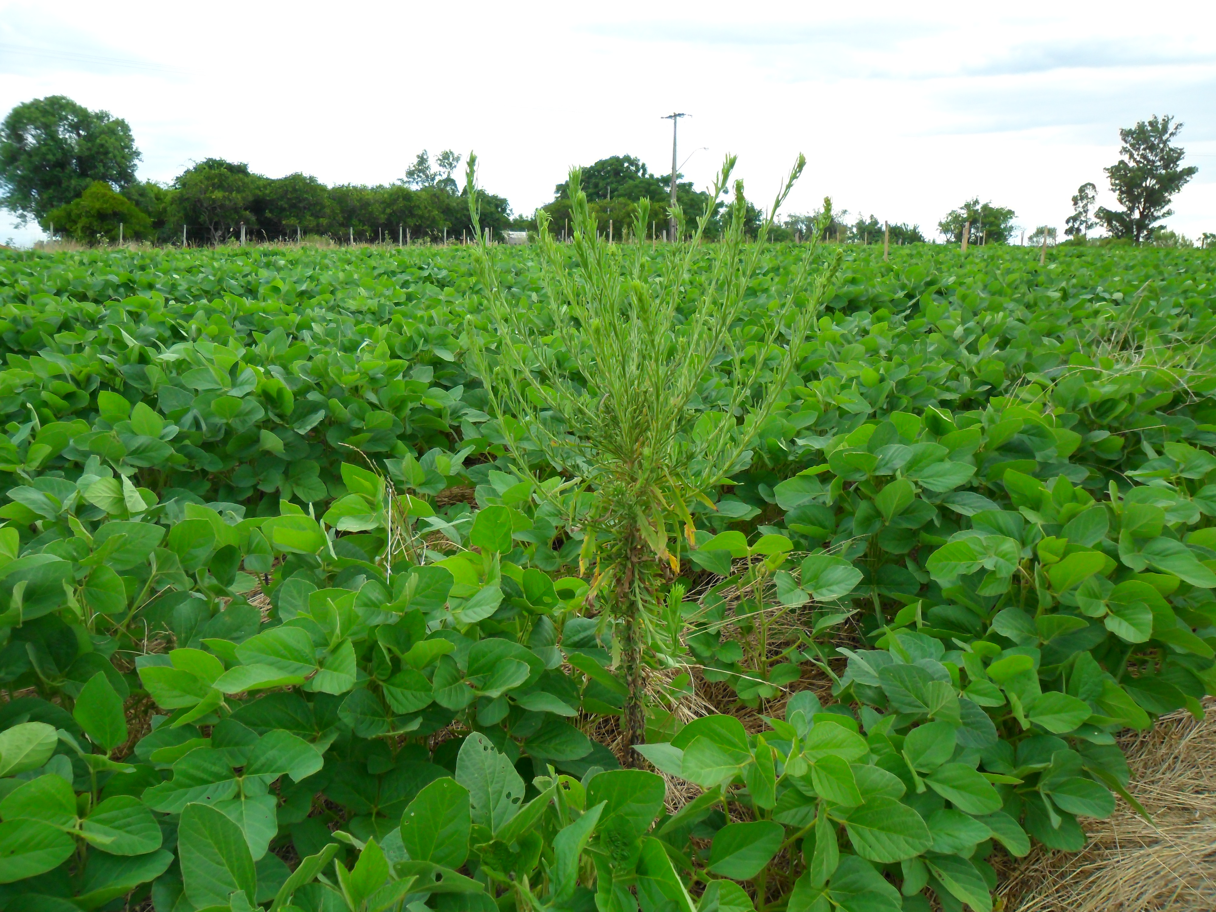 Resistência de Plantas Daninhas aos Herbicidas