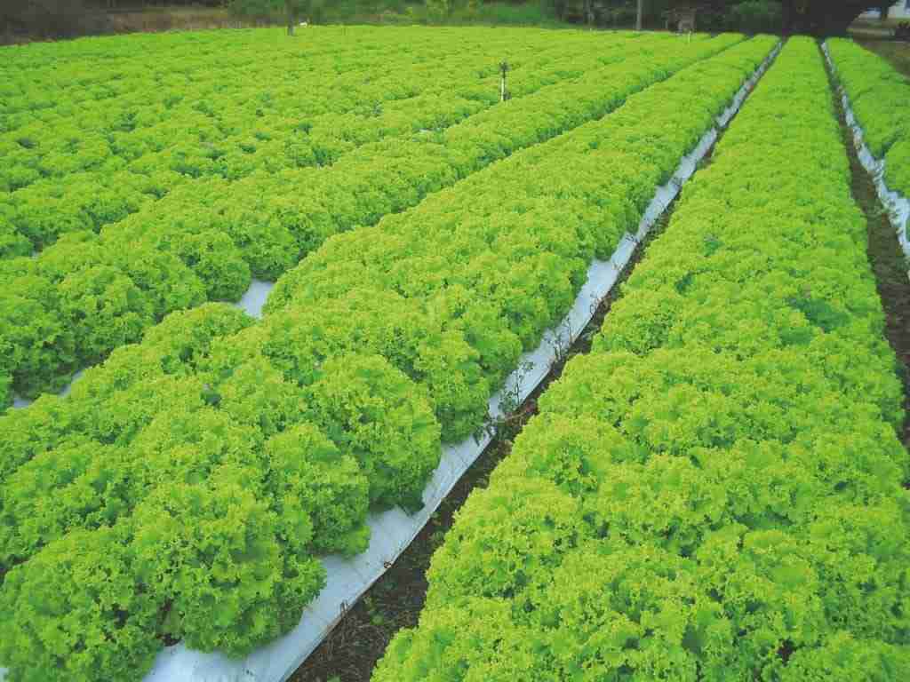 Principais Tratos Culturais na Cultura do Alface