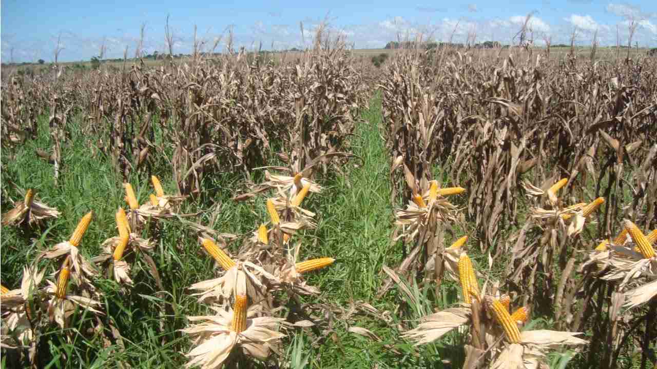 Manejo de Plantas Daninhas no Consórcio Milho-Braquiária