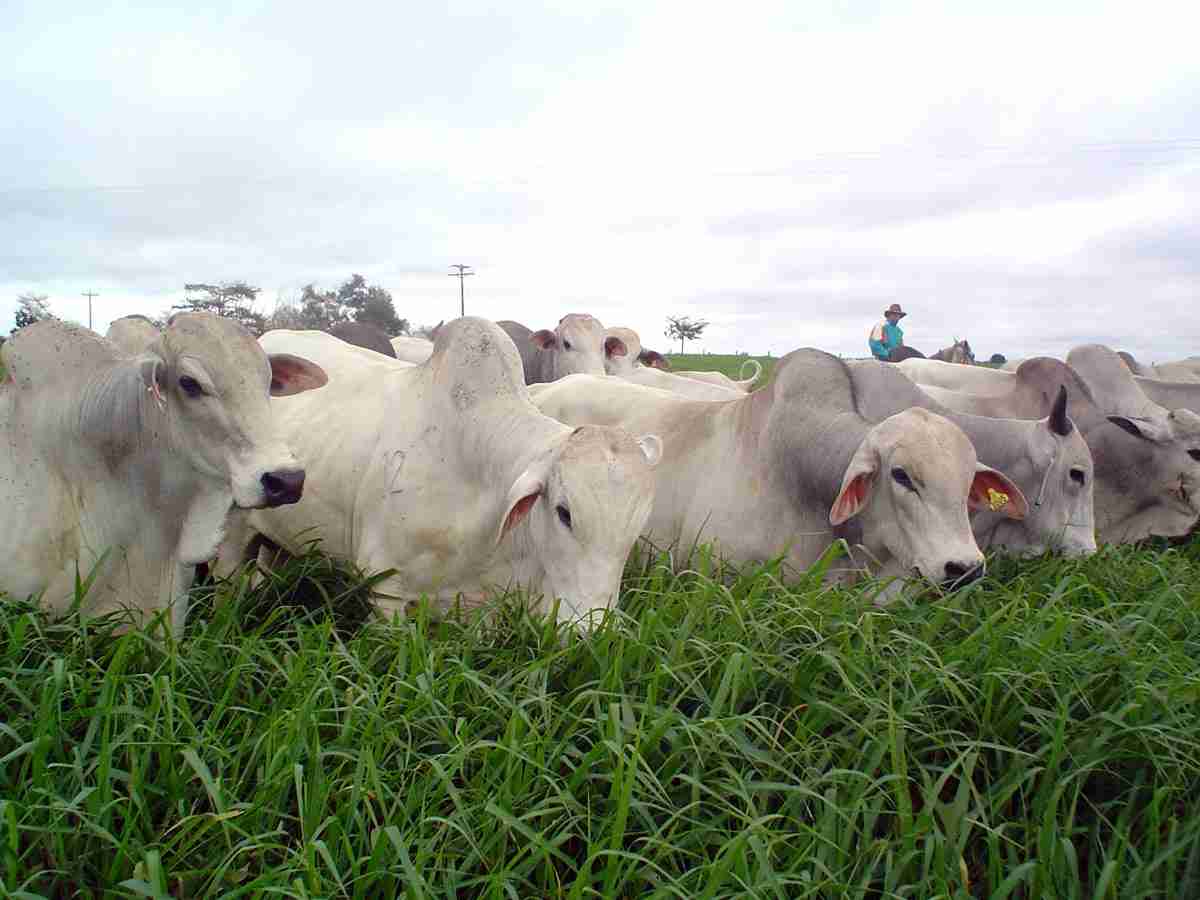A Terminação de Bovinos em Pastagem