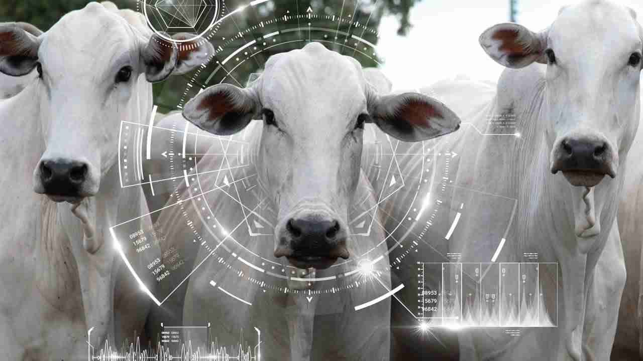 Bem-Estar e Análise Bioética da Zootecnia de Precisão