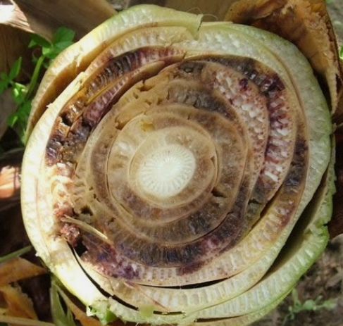 Doenças vasculares na bananeira: Como diferenciar o moko do mal-do-panamá?