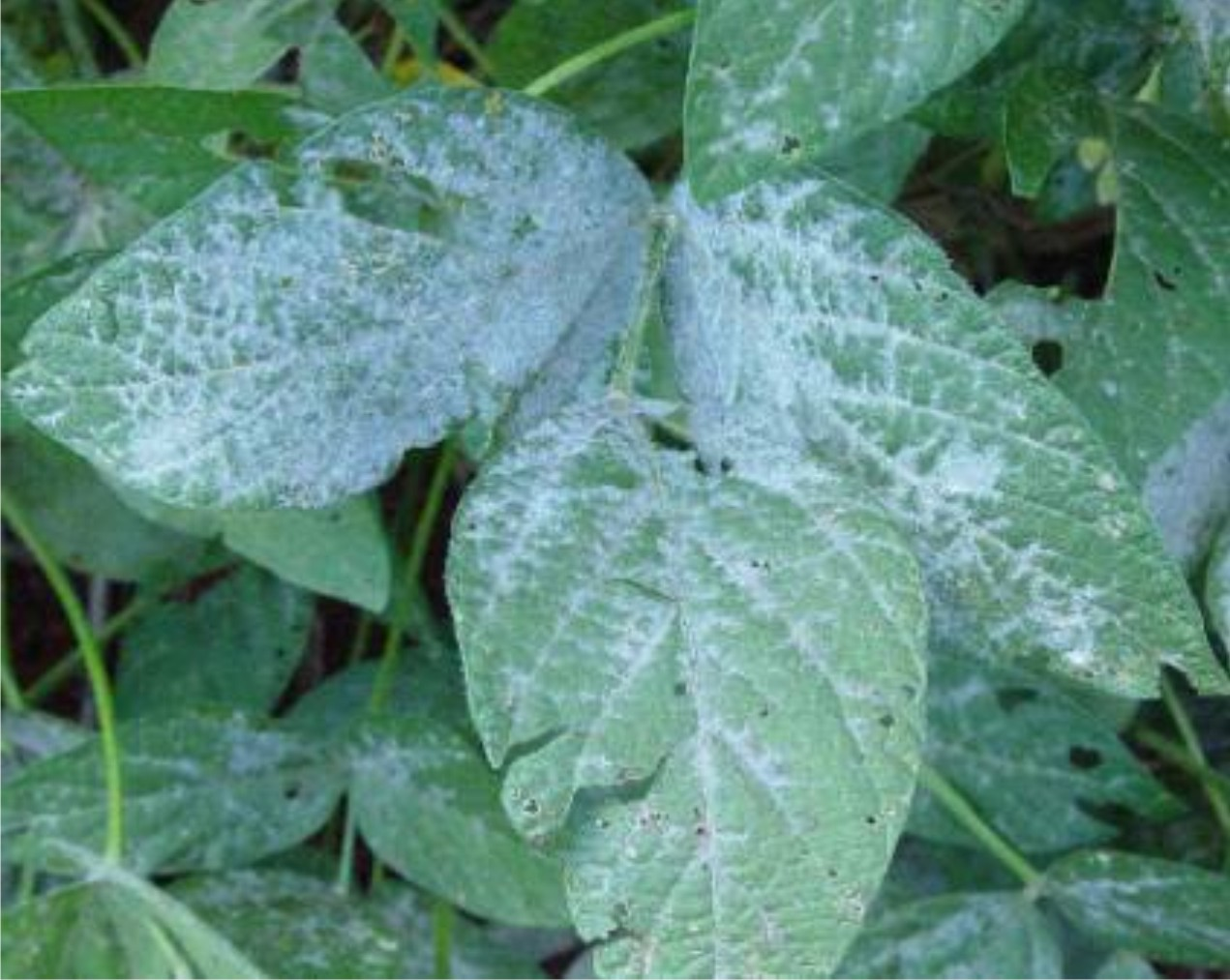 O Controle do Oídio no Tomate