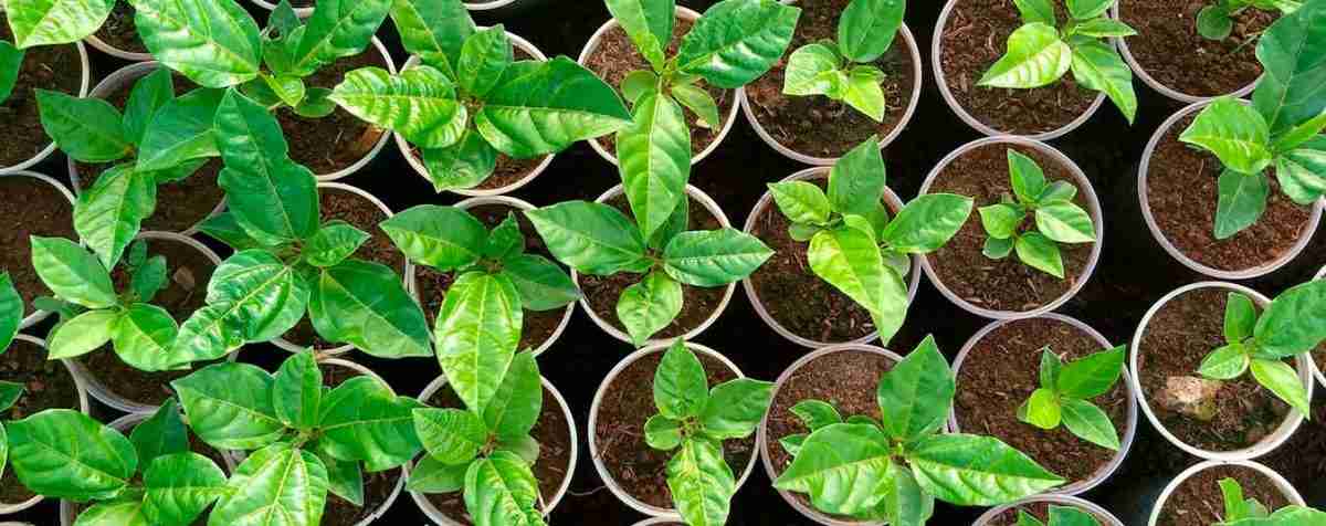 Produção de mudas de maracujá amarelo submetidas a doses crescentes de adubação de liberação lenta