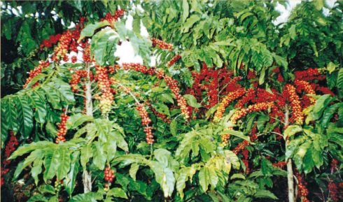 Café Conilon: Estratégias para Dias Quentes