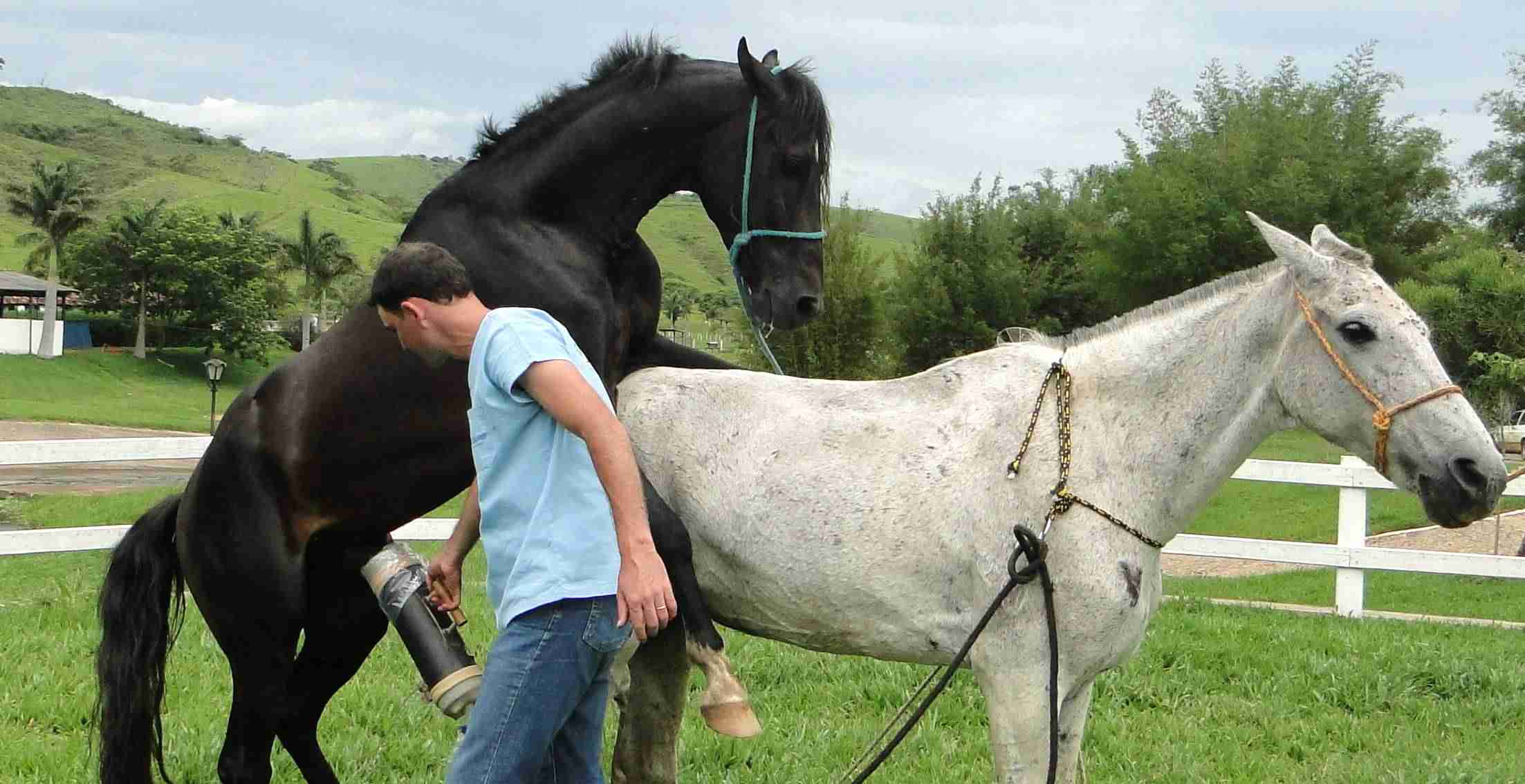 Mecanismo Biológico da Reprodução de Equinos