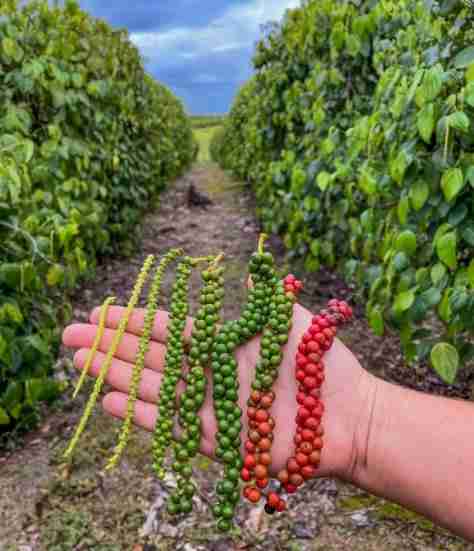 Conheça a Pimenta-do-Reino
