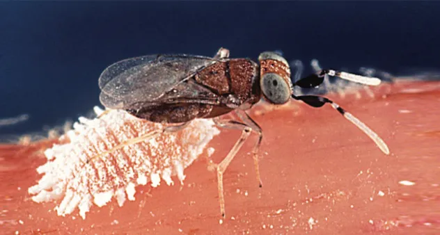 Controle biológico de cochonilha na agricultura