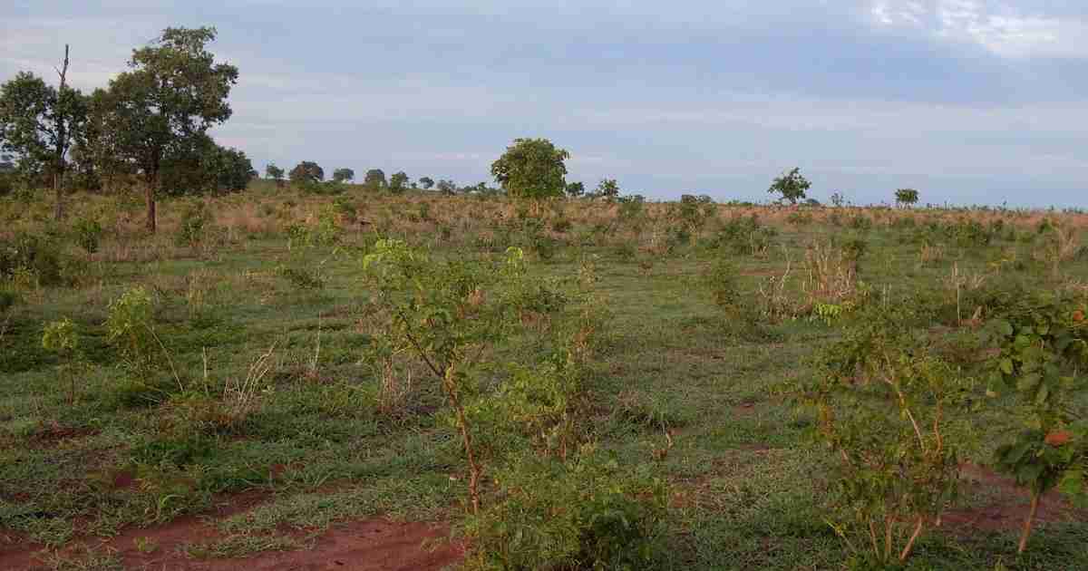 Competição Entre Plantas Daninhas e a Pastagem