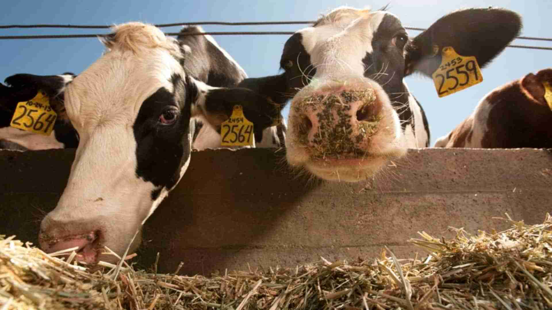 Utilização de Ureia em Alimentos Volumosos para Bovinos