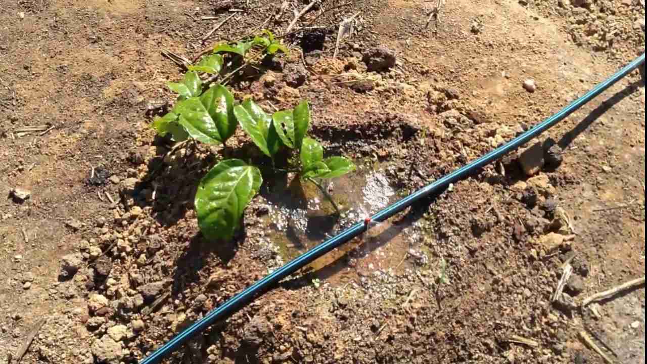 Irrigação na Cultura do Maracujá