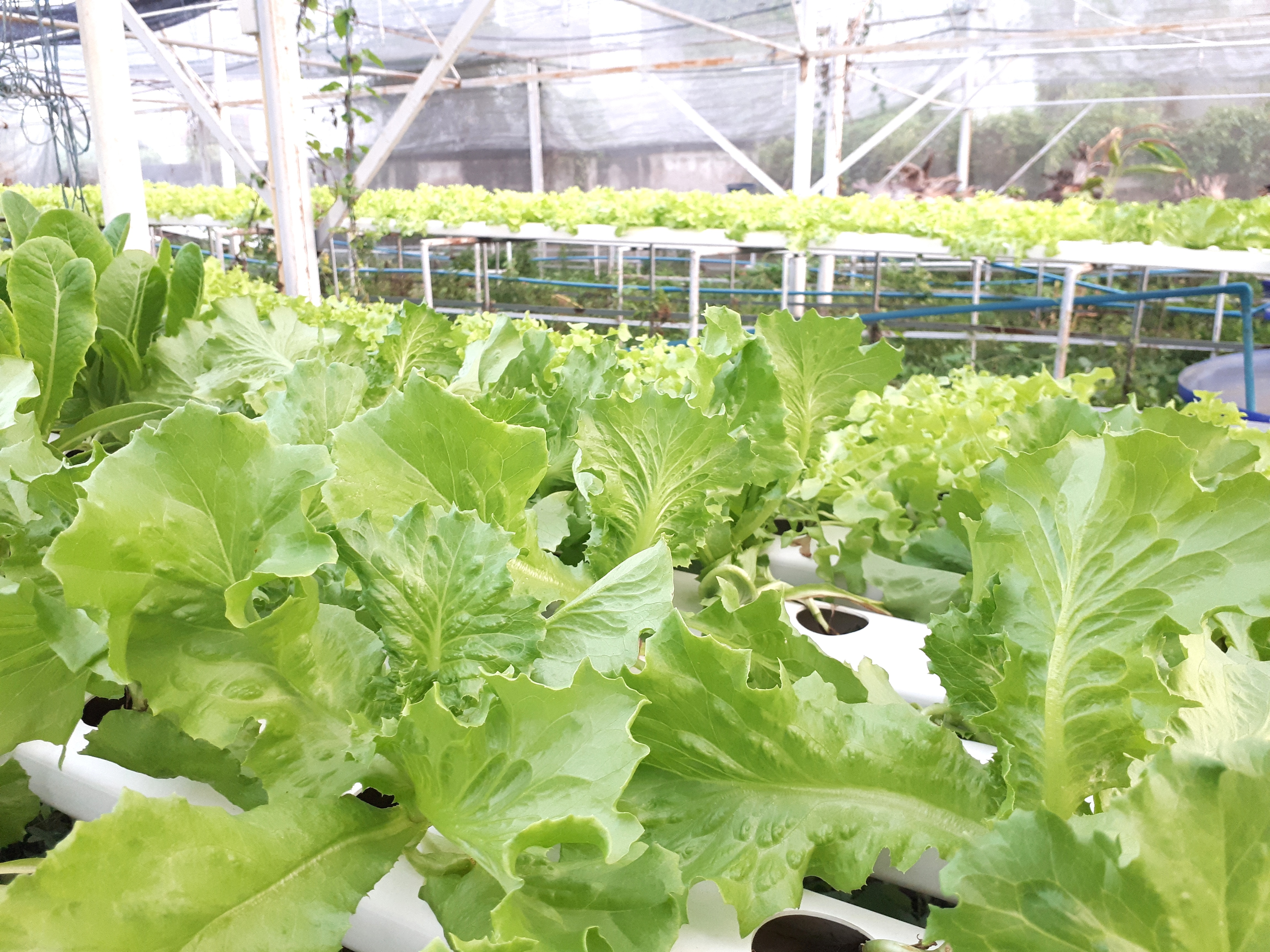 QUALIDADE DE CULTIVARES DE ALFACE PRODUZIDOS EM HIDROPONIA