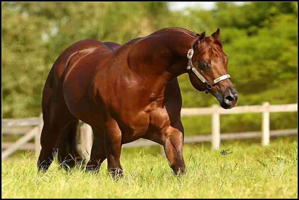 Frequência do Uso do Garanhão na Equinocultura