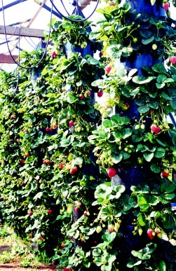 Morangos Além do Campo: Outras Formas de Cultivo