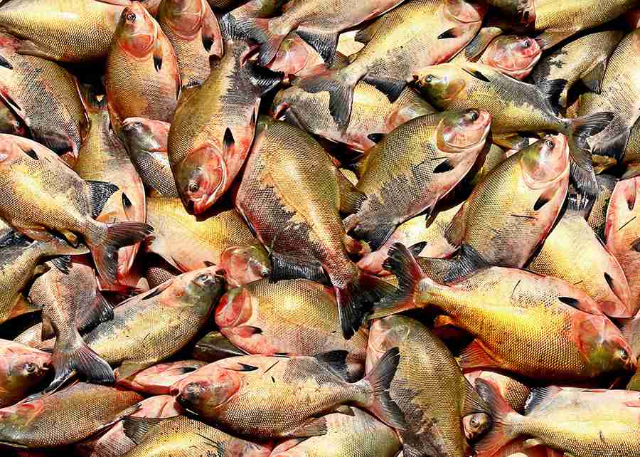 Recomendações para a Criação de Tambaquis