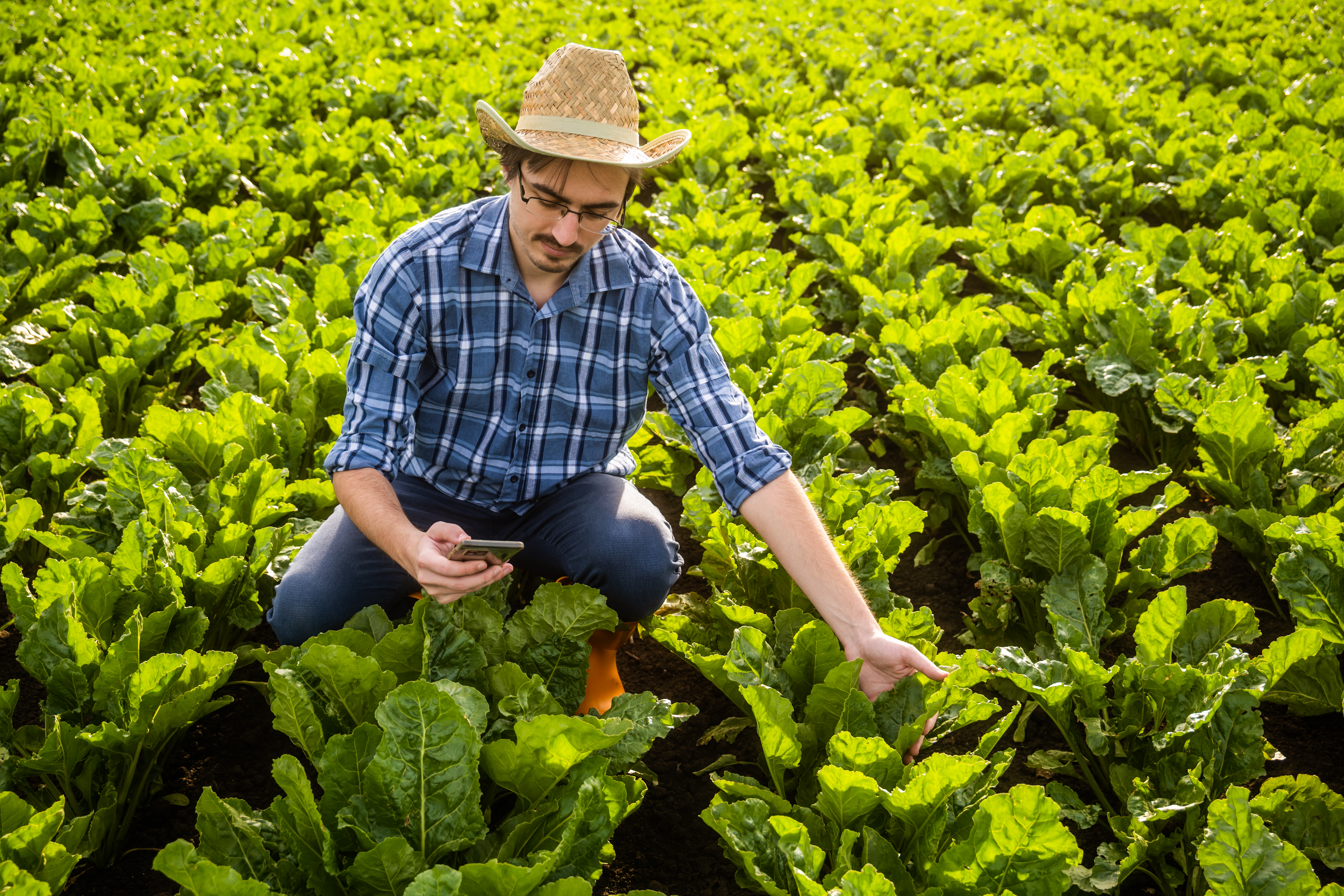Adubação Foliar: Nutrientes, Misturas e Análise