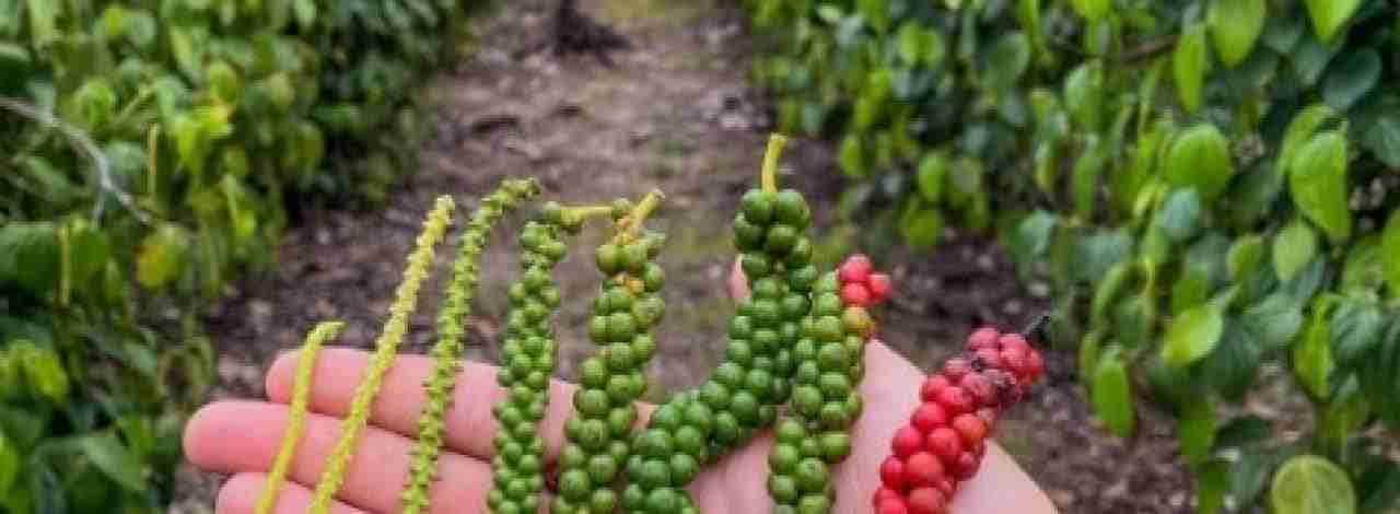 Calagem e Adubação na Cultura da Pimenta-do-reino