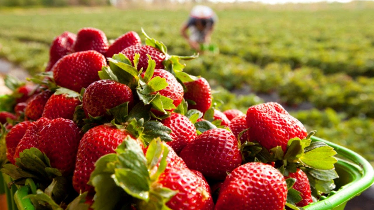 Como fazer a adubação do morango