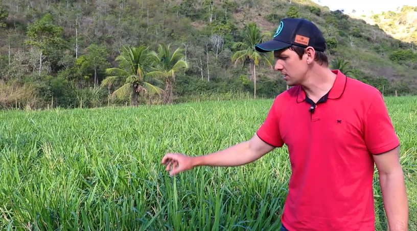 Adubação de pasto depois da chuva: Como e quando aplicar ureia