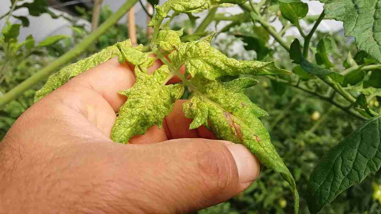 Sintomas de Deficiências e Particularidades dos Nutrientes na Cultura do Tomate