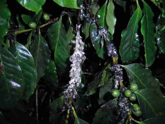 Conhecendo a Cochonilha do Café e o Seu Respectivo Controle