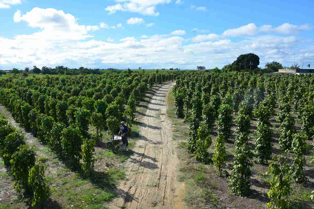 Condições Ideais do Solo para o Cultivo da Pimenta-do-reino