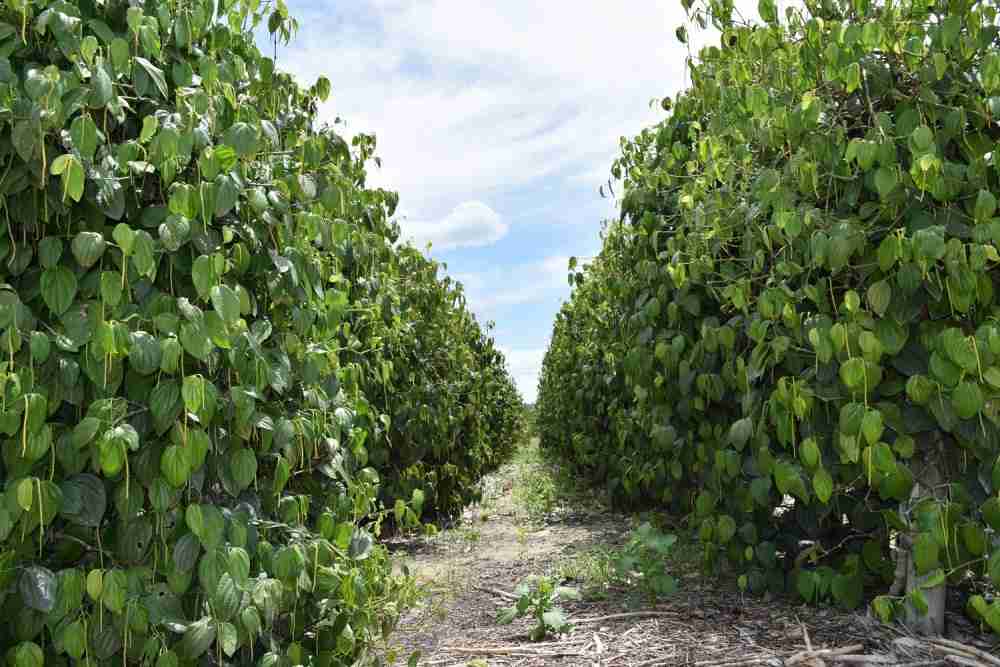 Doenças em Pimenteira-do-reino Causadas por Fungos