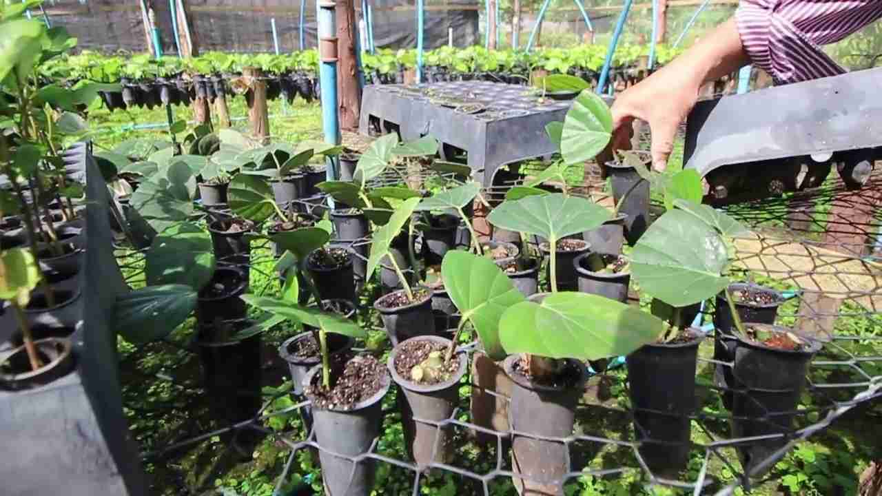 Produção de Mudas de Pimenta-do-reino