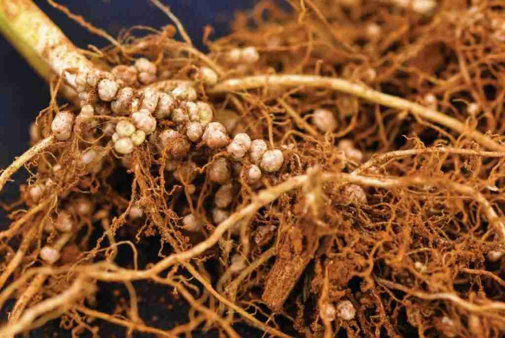 Fixação Biológica de Nitrogênio na Cultura da Soja