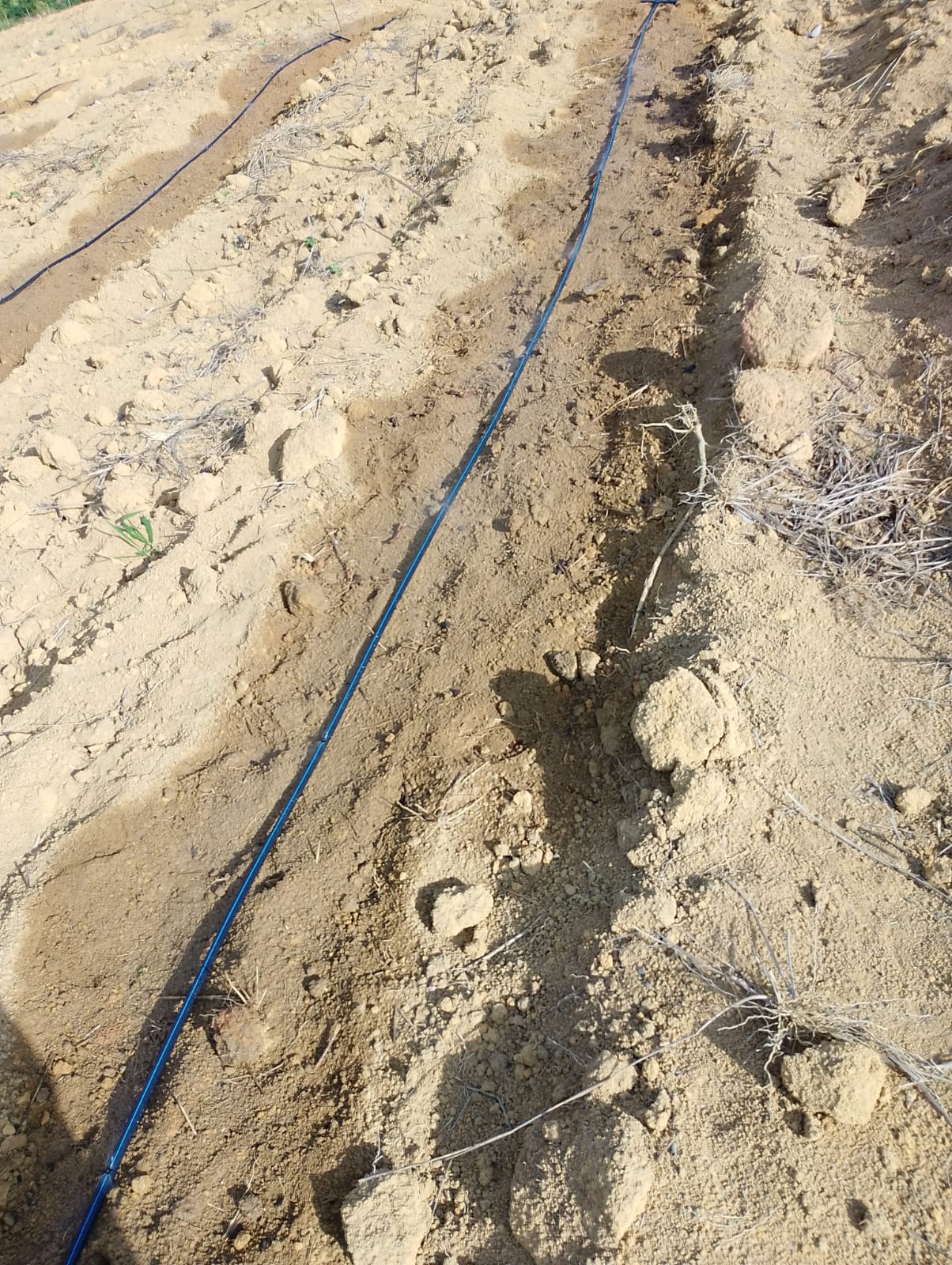 Calcário na Irrigação Localizada: Desafios e Boas Práticas