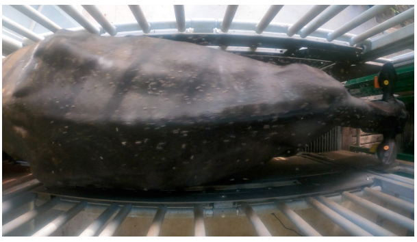 Revisão de literatura - controle e impacto das moscas-dos-chifres na bovinocultura e resistência genética dos bovinos