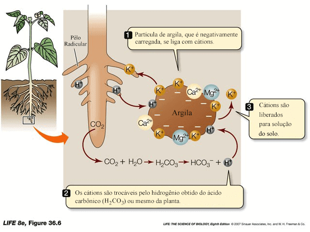 Diferença entre Cátions e Ânions no Solo: Identificação e Importância nas Plantas