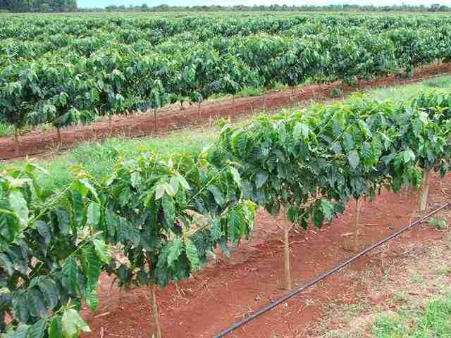 Coleta e Envio de Amostras Nematológicas na Cultura do Café