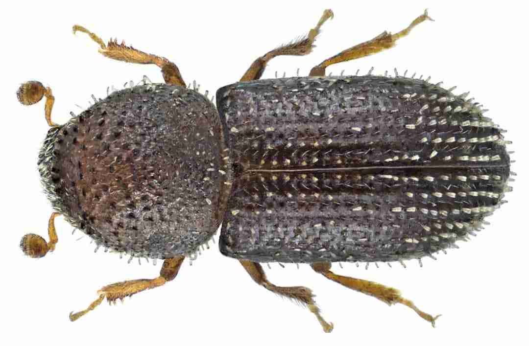 Broca do café: Conhecendo o Inseto até o Controle