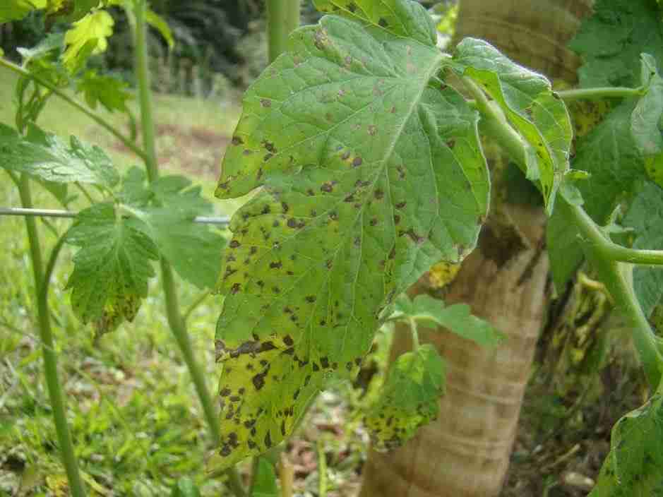 Conheça a Pinta-preta do Tomateiro