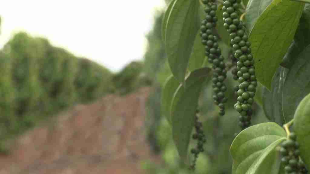 Clima e Solo Ideal para o Cultivo de Pimenta-do-reino