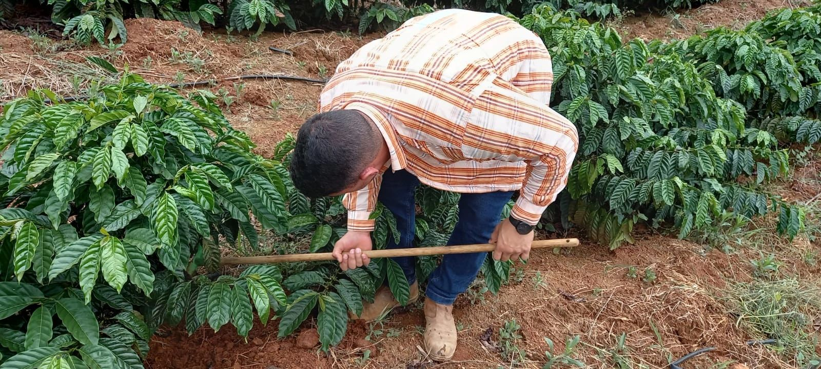 Coleta de Amostras para Análise de Nematoides: Guia Completo