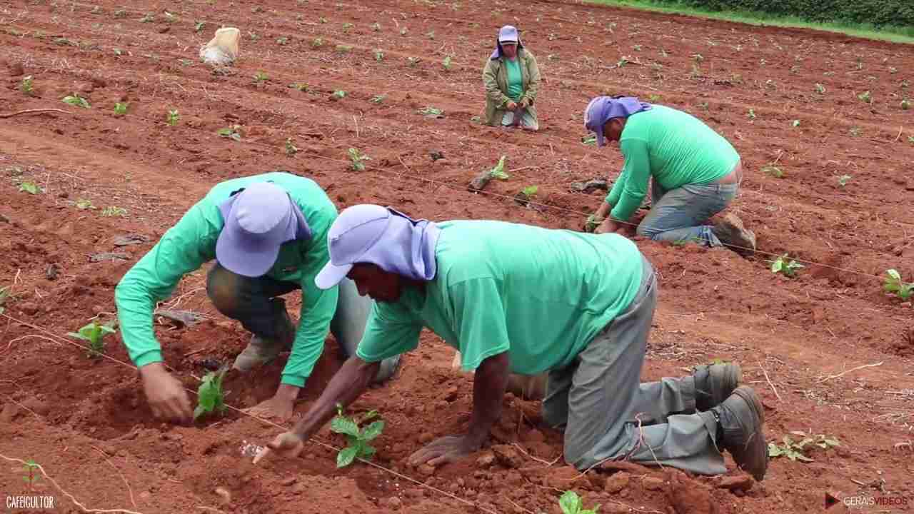 Plantio de Café