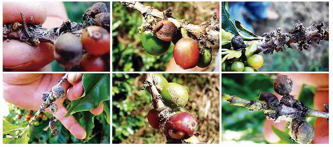 Conhecendo a Lagarta-das-rosetas e o Seu Respectivo Controle