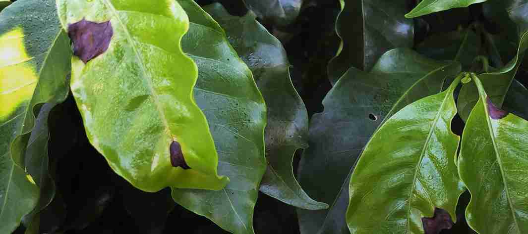 Identifique as Principais Doenças do Cafeeiro