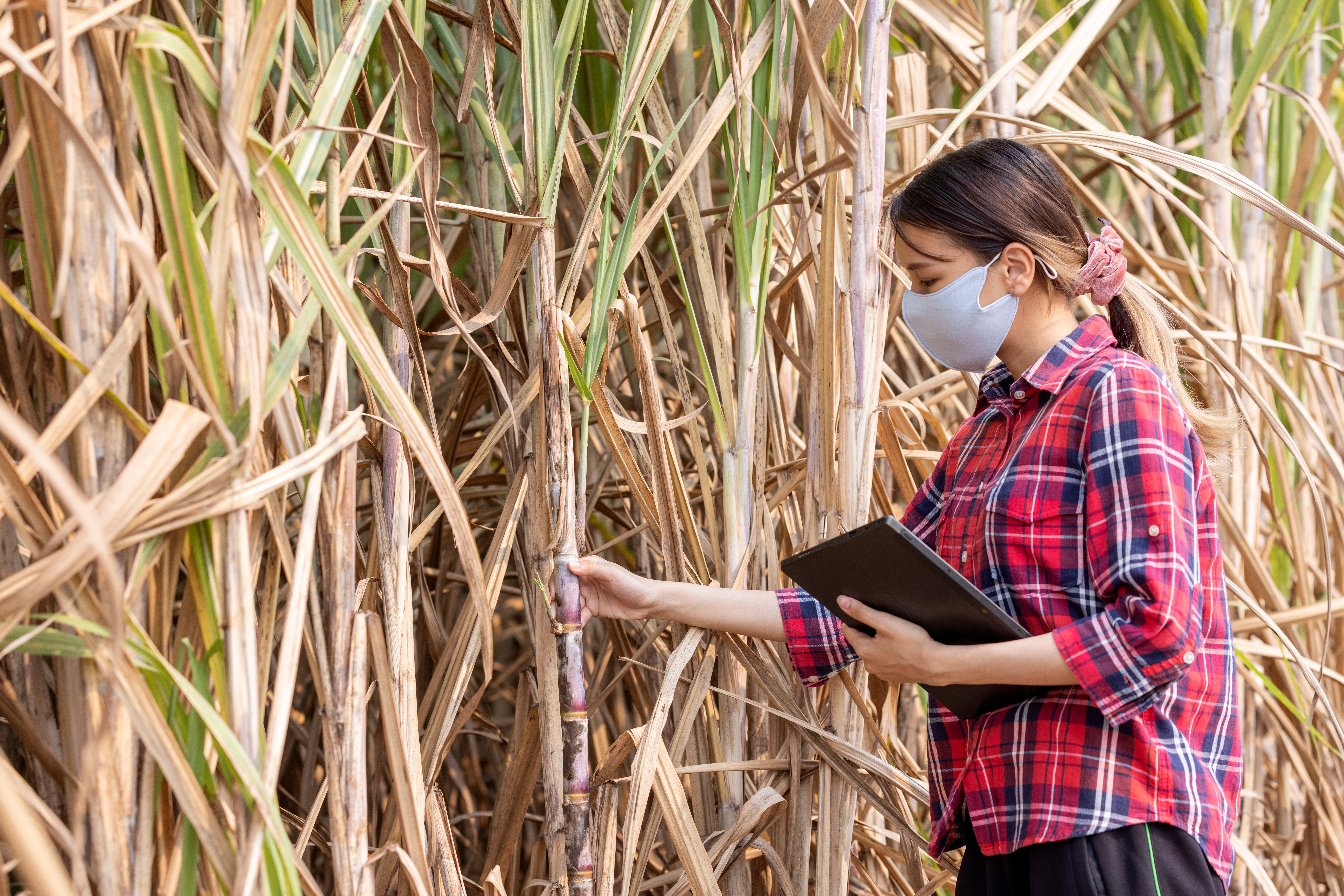 POTENCIAL DA PALHA DE CANA-DE-AÇÚCAR PARA PRODUÇÃO DE ETANOL