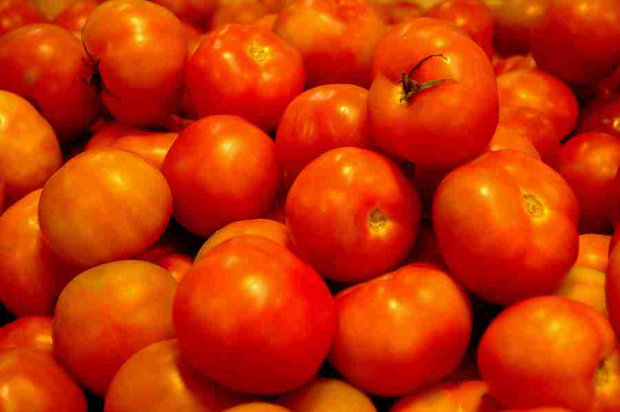 Lavagem dos Tomates Pós-Colheita