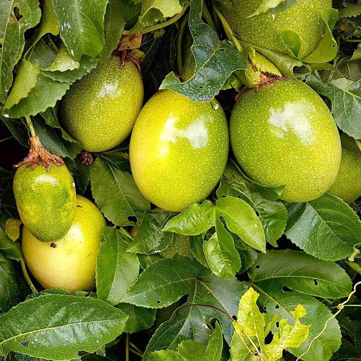 Condições Climáticas Ideais para o Cultivo de Maracujá