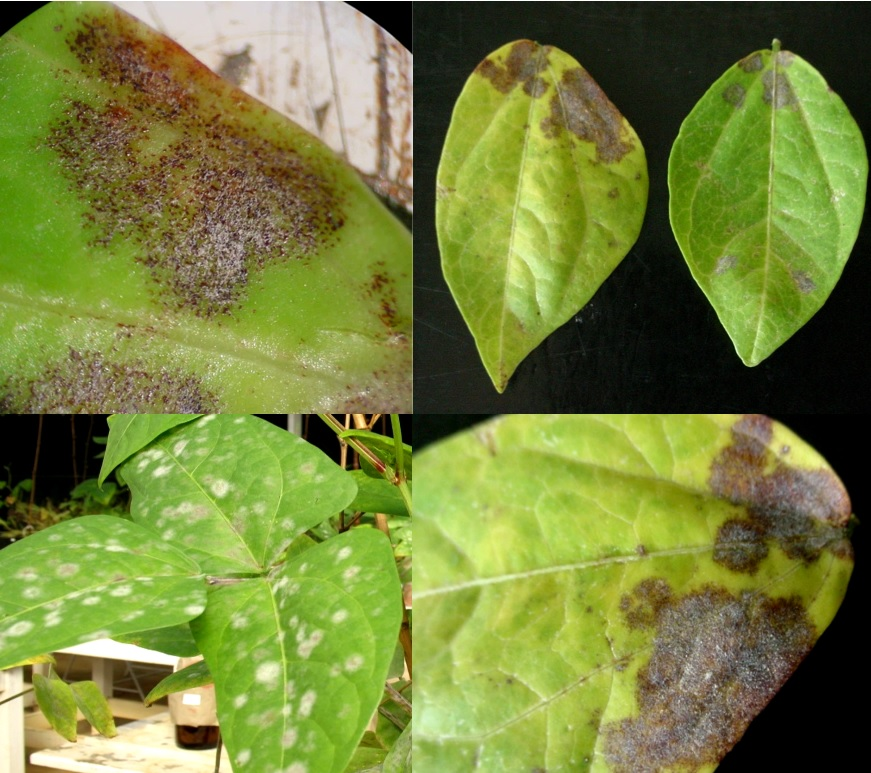 Manejo Integrado de Doenças (MID): Estratégias para Lavoura Saudável