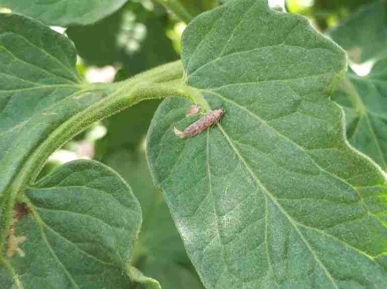 Manejo Integrado da Traça-do-Tomateiro (Tuta absoluta) em Sistema de Produção Integrada de Tomate Indústria (PITI)