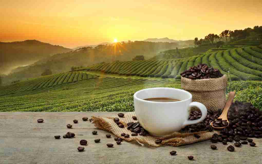 14 de Abril, dia mundial do café.