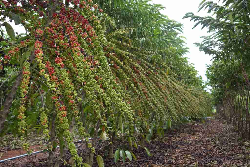 Adubação de Plantio e Formação do Cafeeiro Conilon