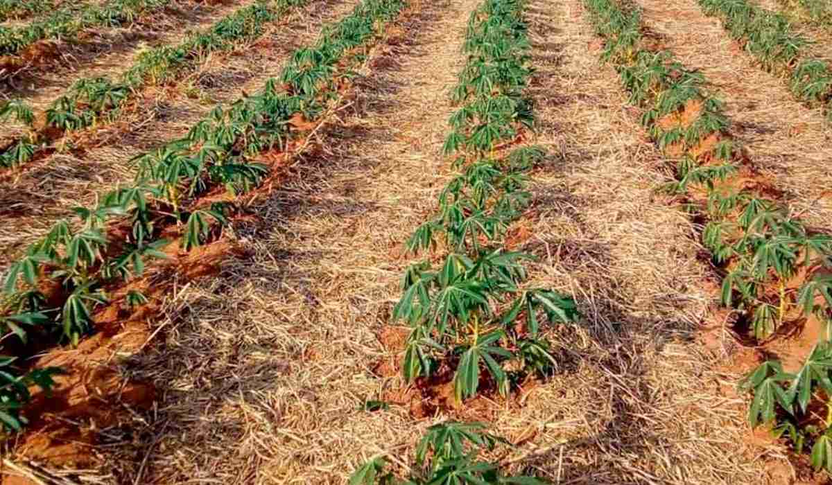 Seleção de Áreas Para o Cultivo de Mandioca